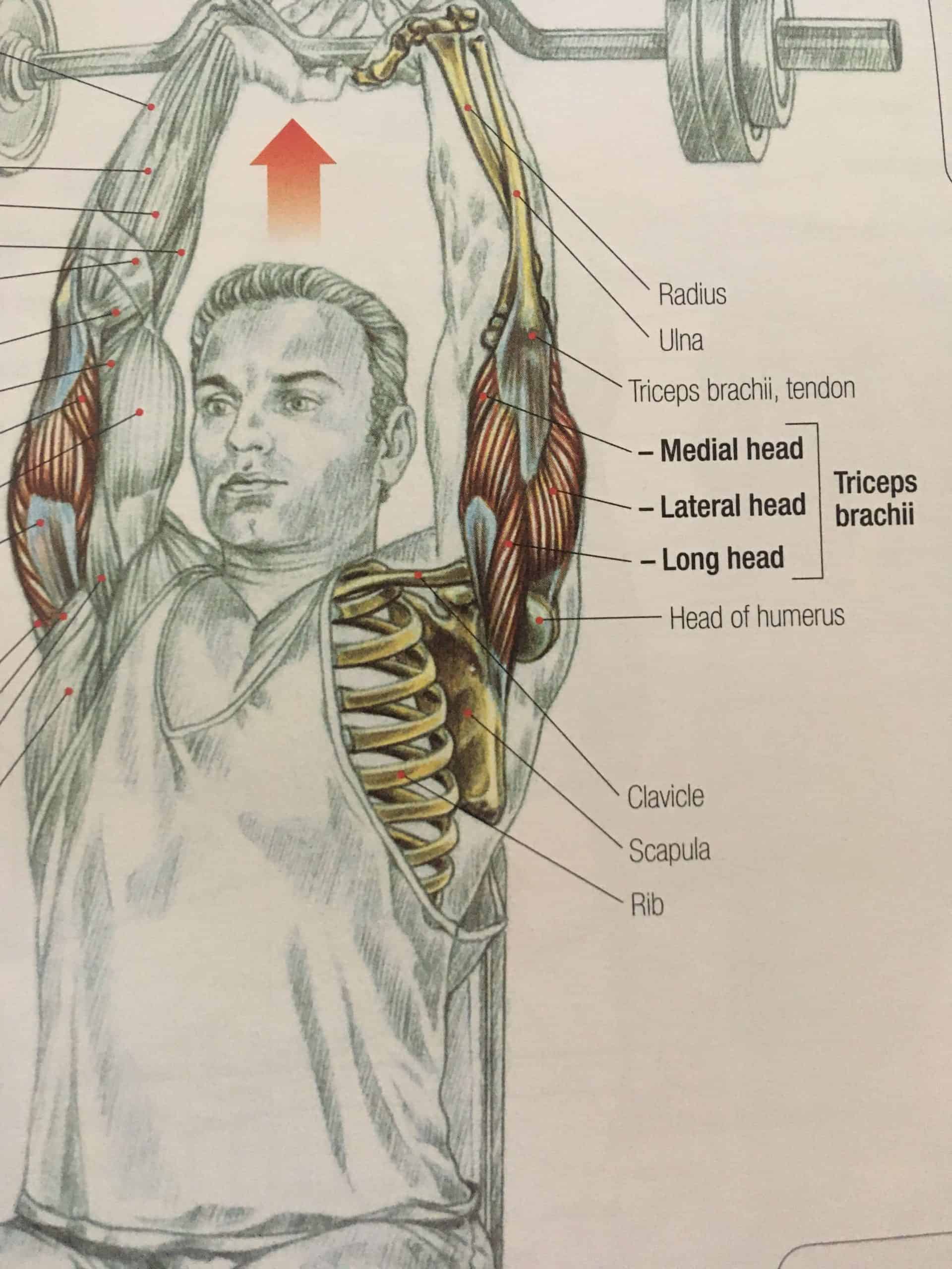 Triceps Development How Long Does It Take to Get Bigger Triceps (Grow Them Faster) - Bodies ...